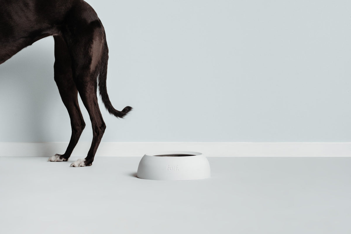 spill resistant pet bowl